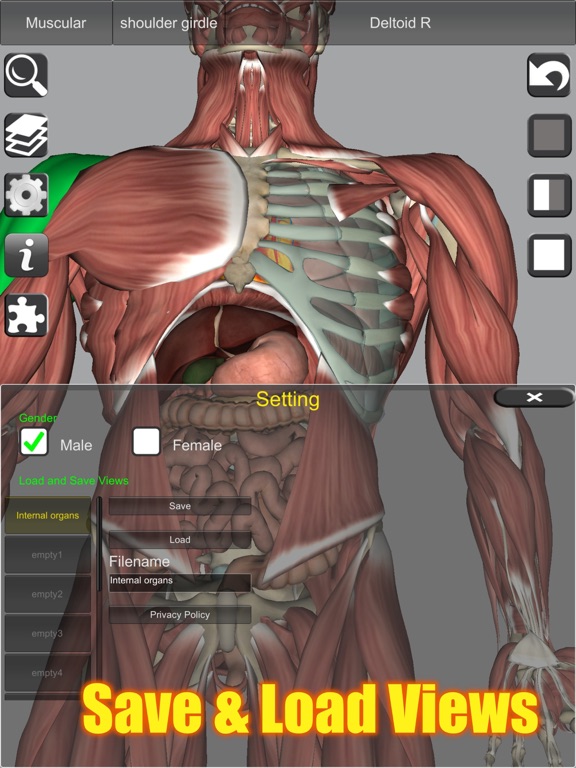 3D Bones and Muscles (Anatomy) screenshot 4