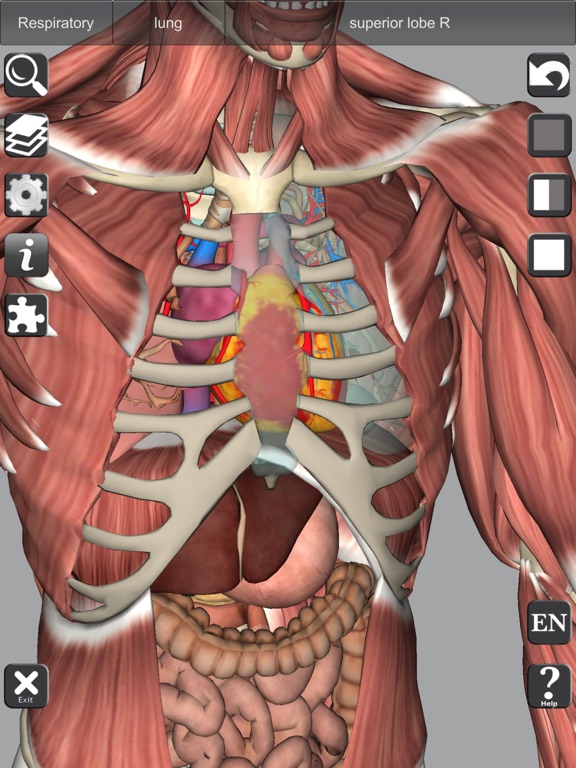 3D Bones and Muscles (Anatomy) screenshot 3