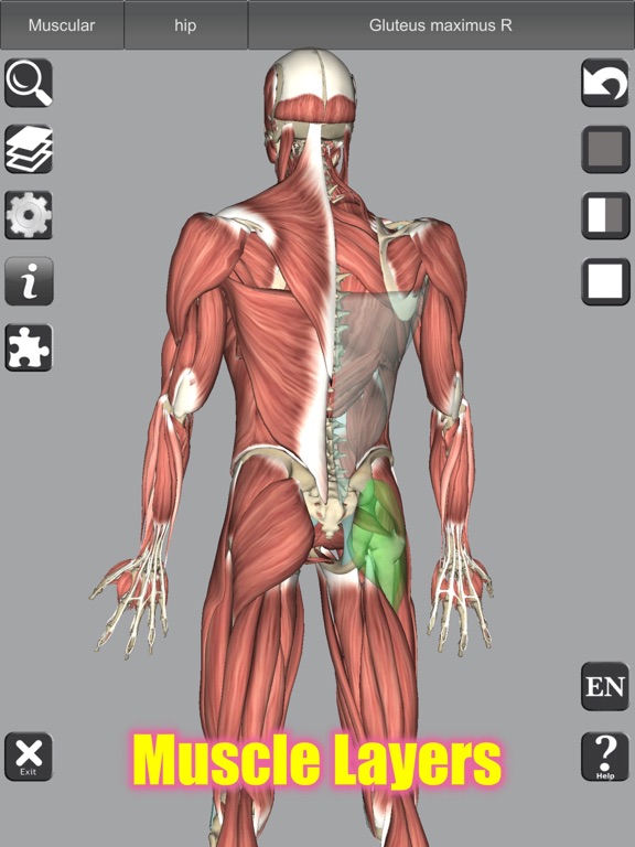 3D Bones and Muscles (Anatomy) screenshot 7