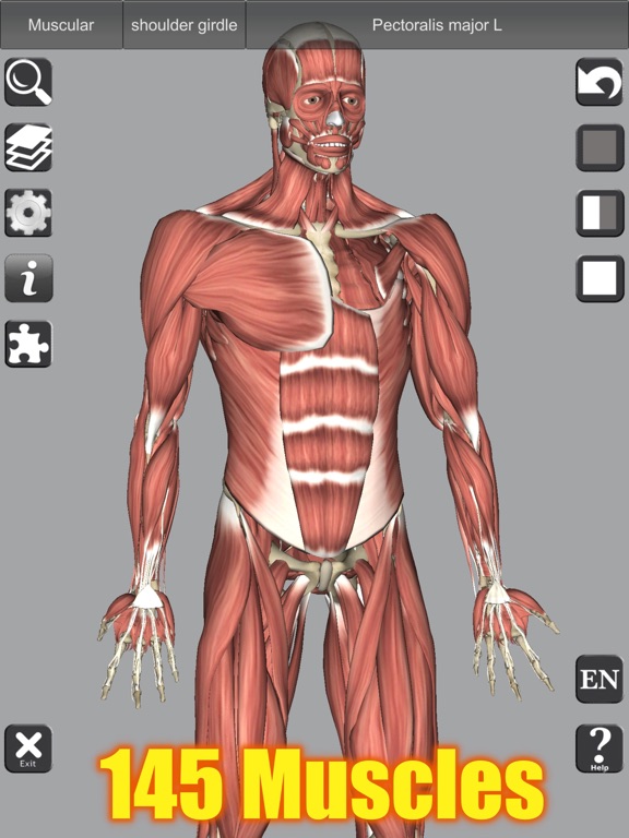 3D Bones and Muscles (Anatomy) screenshot 10