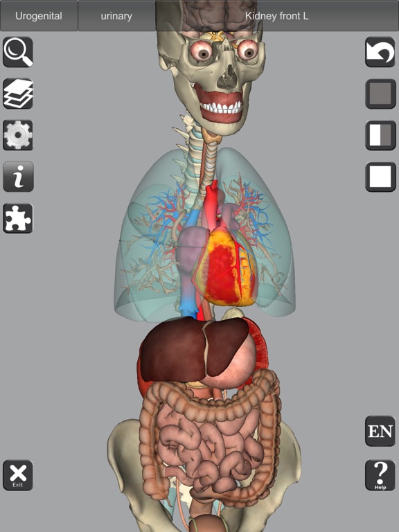 3D Bones and Muscles (Anatomy) screenshot 5