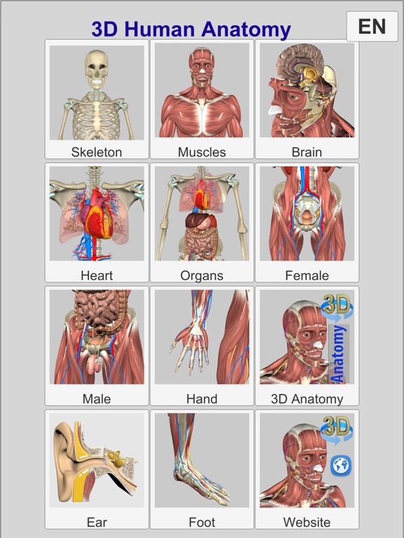 3D Bones and Muscles (Anatomy) screenshot 8