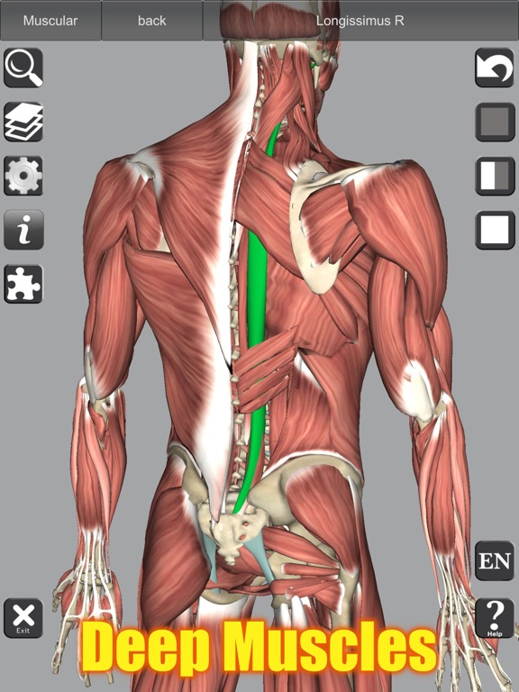 3D Bones and Muscles (Anatomy) screenshot 6