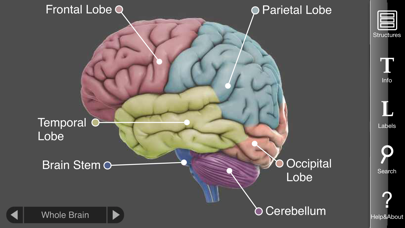 3D Brain screenshot 5