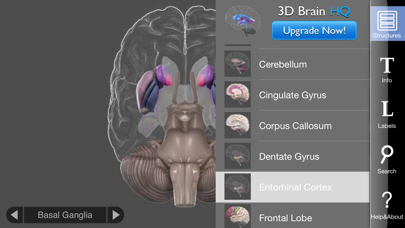 3D Brain screenshot 2