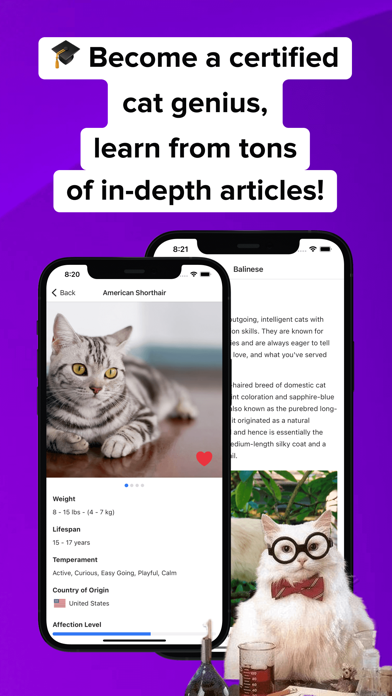 Adopt a Pet - MeowBuddy screenshot 1