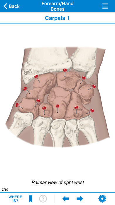 AMTA Massage Anatomy Guide screenshot 2