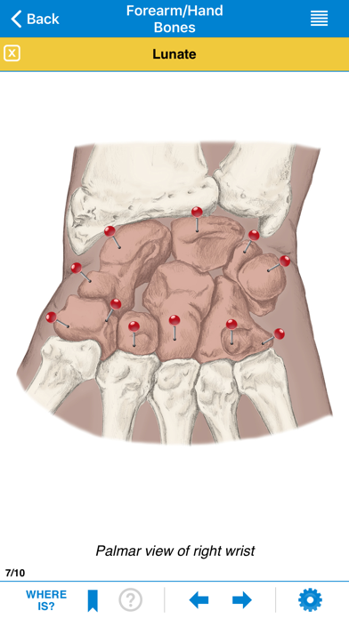 AMTA Massage Anatomy Guide screenshot 1