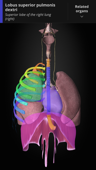 Anatomyka screenshot 1