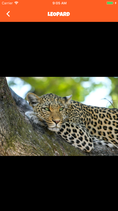 Animal Kingdom (wildlife) screenshot 4