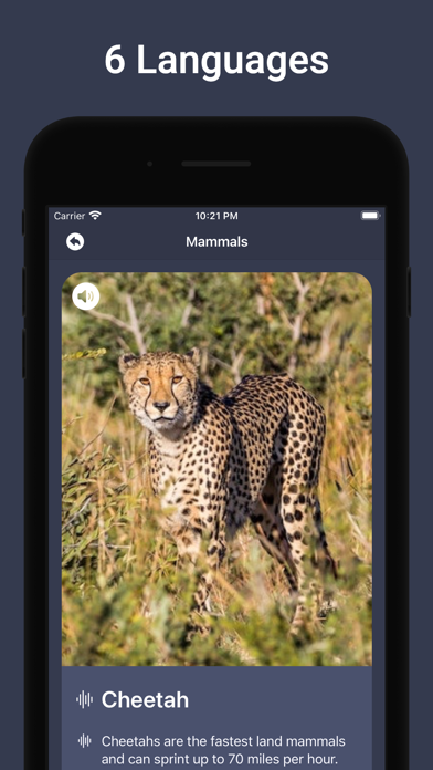 Animal Sounds & Bird Noises screenshot 2