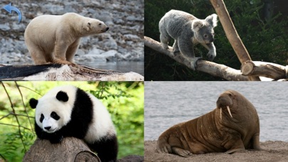 Animals for Kids, toddler game screenshot 2