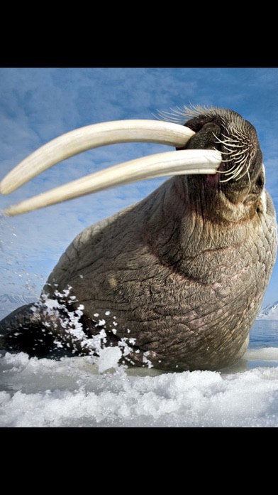 Animals North screenshot 1