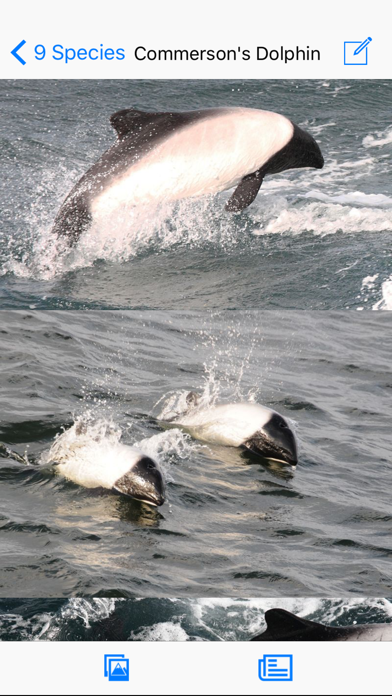 Antarctic Wildlife Guide screenshot 3