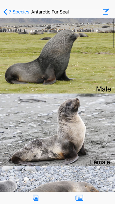 Antarctic Wildlife Guide screenshot 4