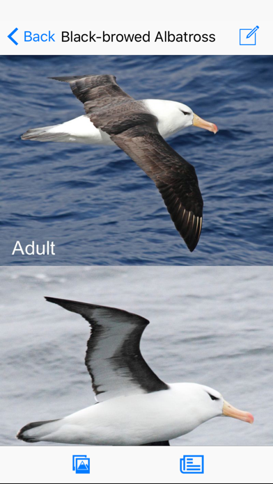Antarctic Wildlife Guide screenshot 5