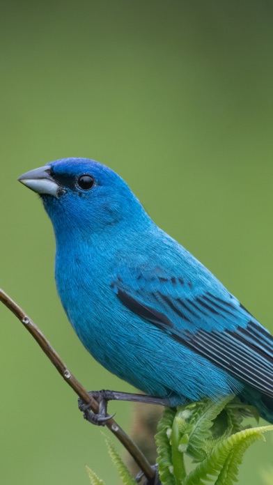 Audubon Bird Guide screenshot 5