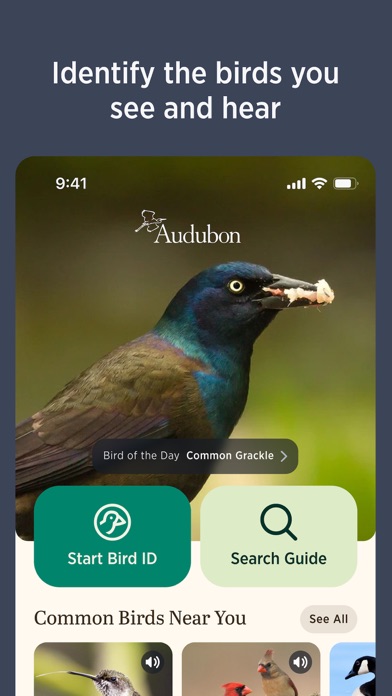 Audubon Bird Guide screenshot 4