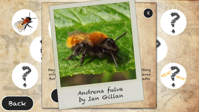 Bee Trail screenshot 1