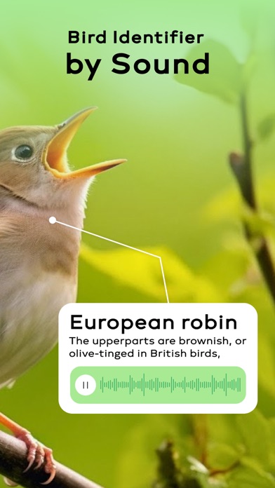Bird Sounds Identifier Call ID screenshot 4