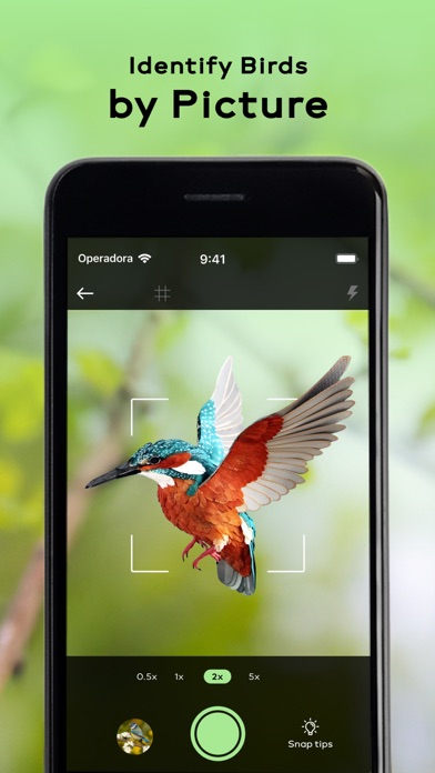 Bird Sounds Identifier Call ID screenshot 3