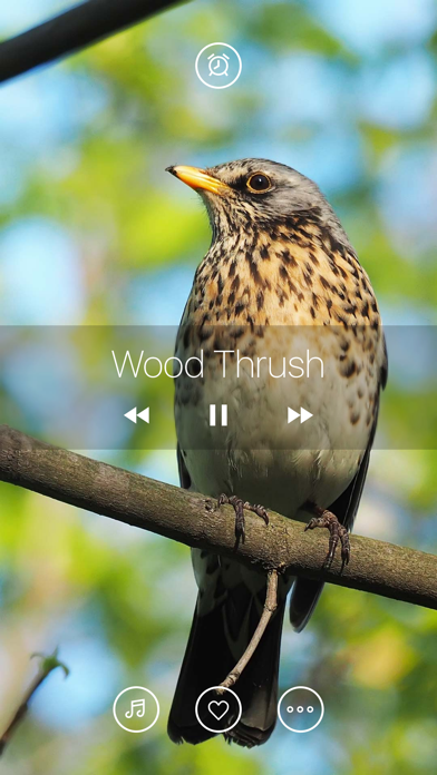 Bird Sounds, Listen & Relax screenshot 4