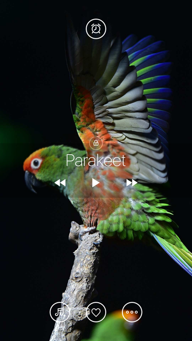 Bird Sounds, Listen & Relax screenshot 3