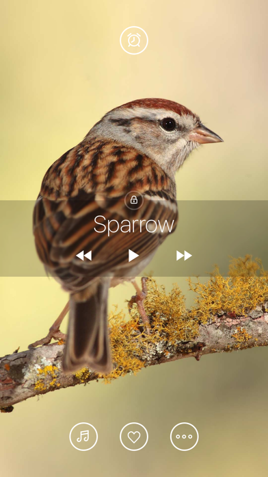 Bird Sounds, Listen & Relax screenshot 5