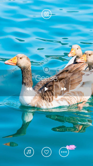 Bird Sounds, Listen & Relax screenshot 1
