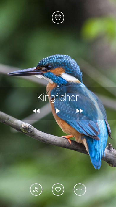 Bird Sounds, Listen & Relax screenshot 2