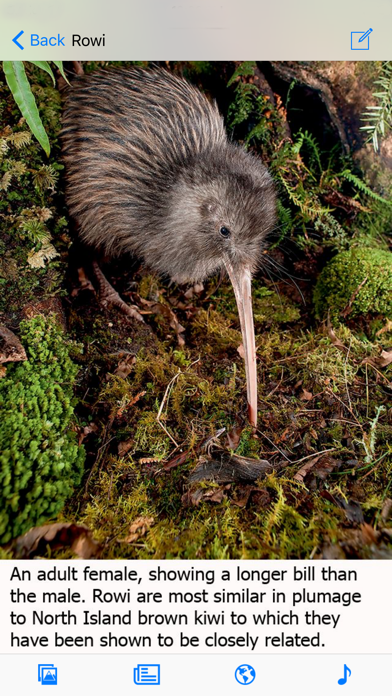 Birds of New Zealand screenshot 4
