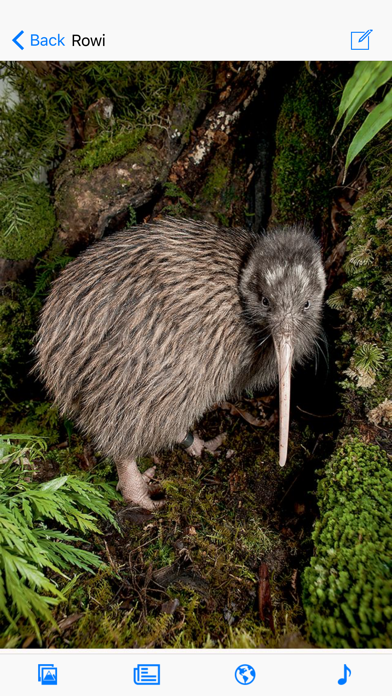 Birds of New Zealand screenshot 5