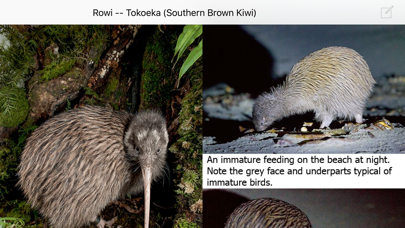 Birds of New Zealand screenshot 1