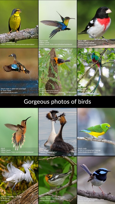 BirdsEye Bird Finding Guide screenshot 5