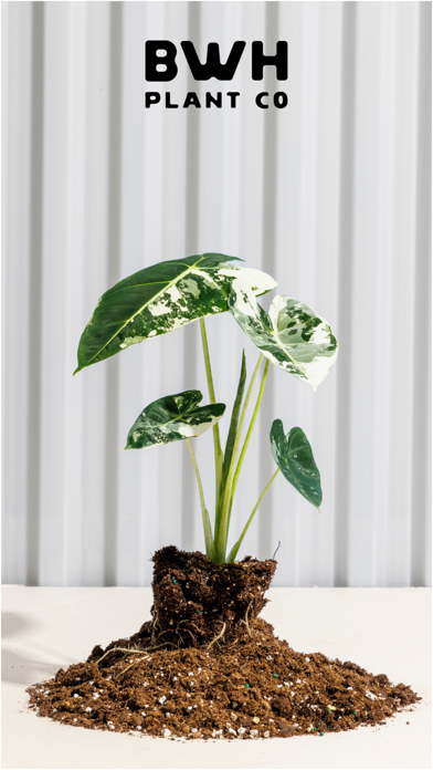 BWH Plant Co screenshot 6