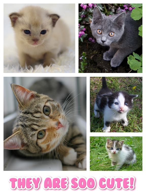 Cat Kitten Jigsaw Puzzle Games screenshot 9