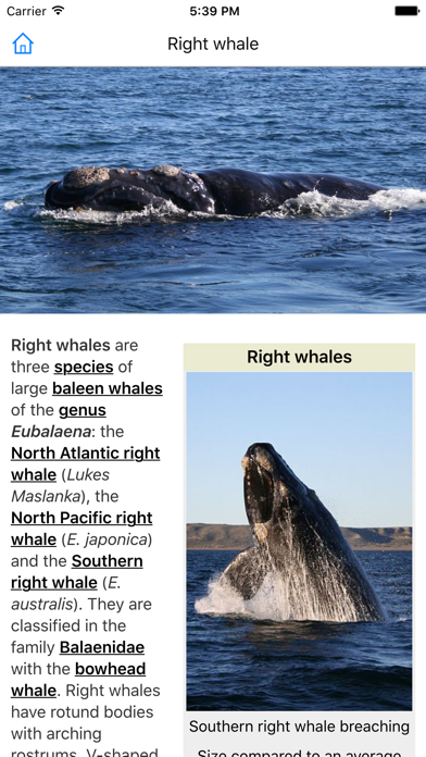 CHI Encyclopedia of Whales screenshot 1