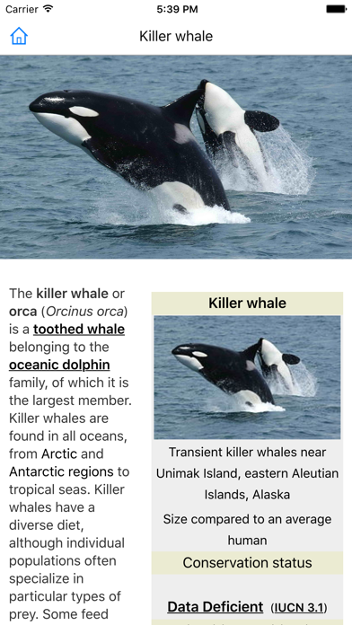 CHI Encyclopedia of Whales screenshot 2