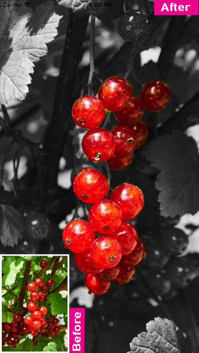 Color Splash  - Photo Effect screenshot 1