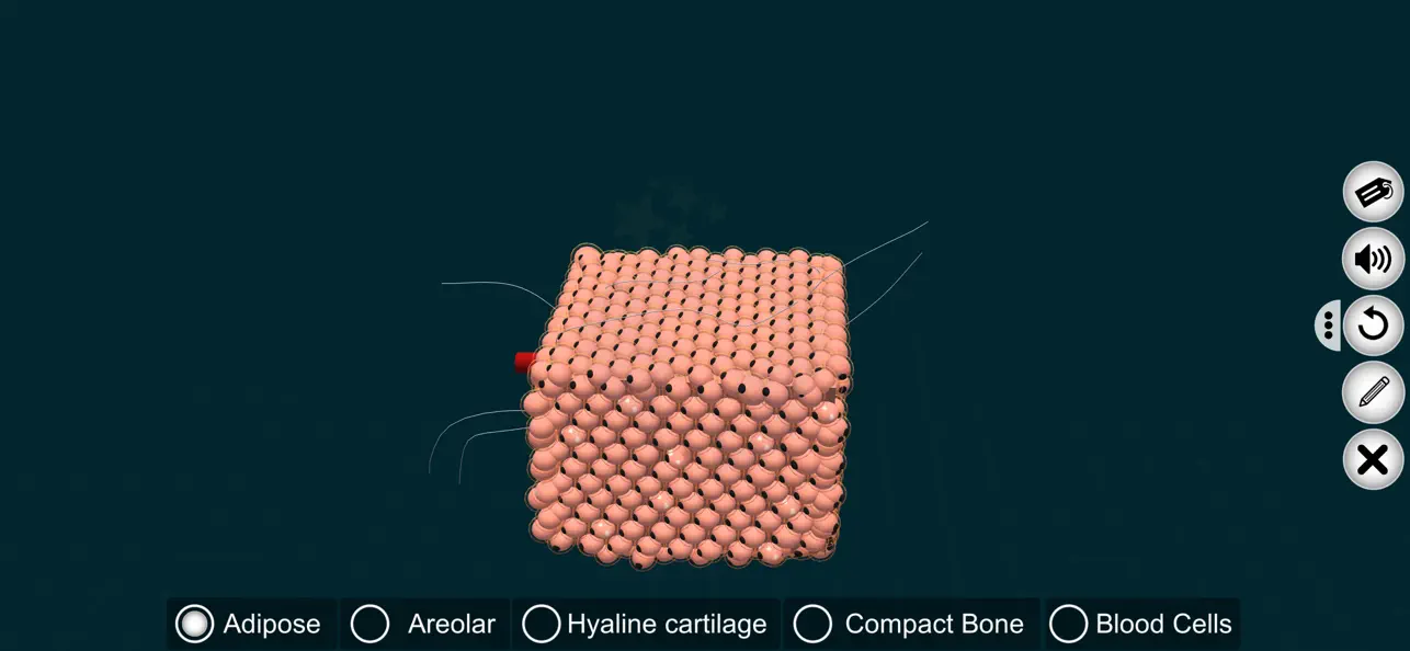 Connective Tissues-EduTech Era screenshot 4