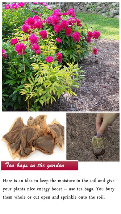 DIY Gardening Tips screenshot 1