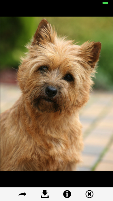 Dog Breeds HD Wallpapers screenshot 1
