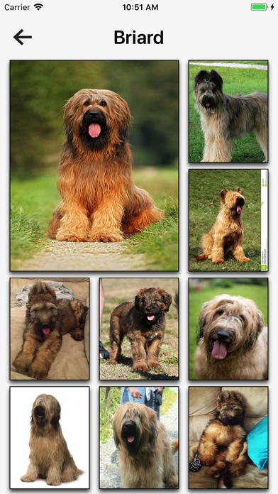Dog Breeds HD Wallpapers screenshot 4