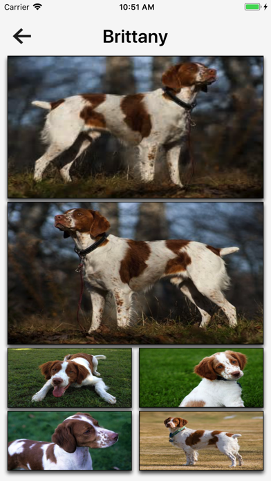 Dog Breeds HD Wallpapers screenshot 2