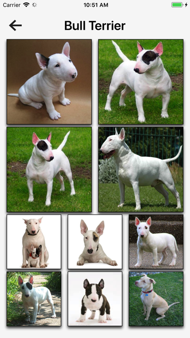 Dog Breeds HD Wallpapers screenshot 3