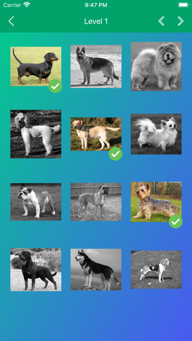 Dog Breeds Quiz: Guess the Pet screenshot 4