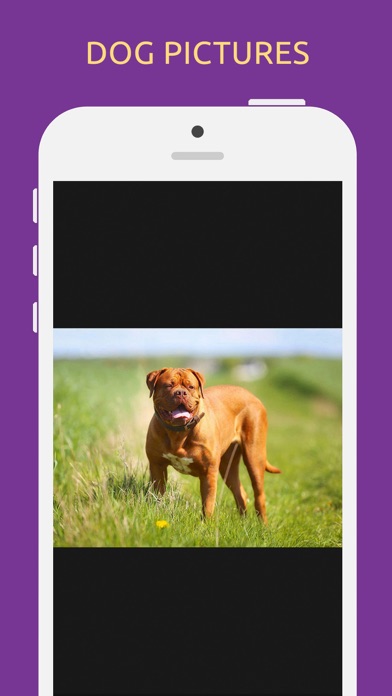 Dog Breeds Quiz Test Game screenshot 1
