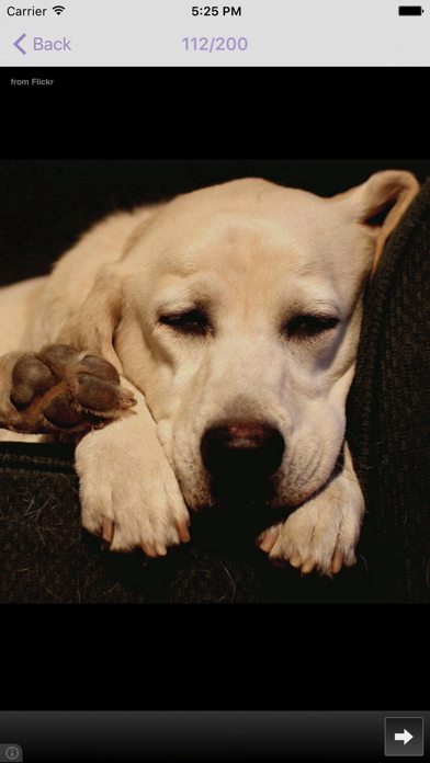 Dog's Family screenshot 1
