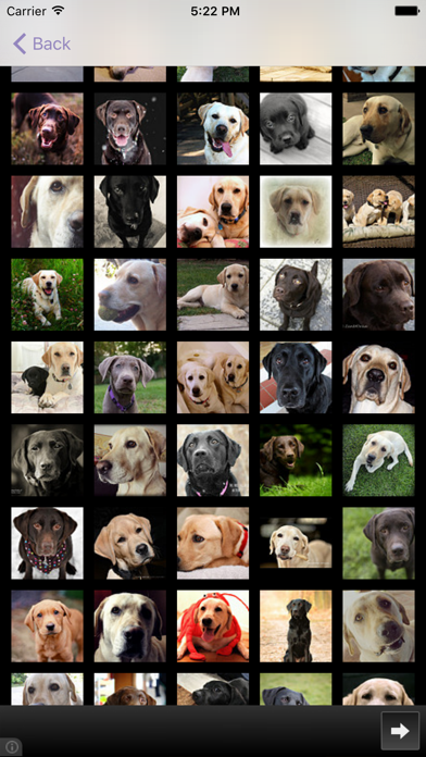 Dog's Family screenshot 2