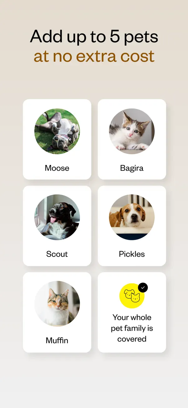 Dutch Pet - Online vet 24/7 screenshot 2